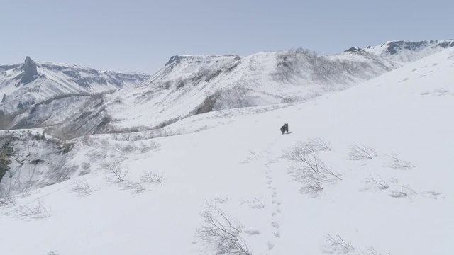 俄罗斯堪察加半岛，棕熊在雪地上行走视频下载