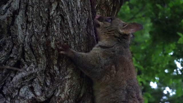 负鼠在爬树视频下载