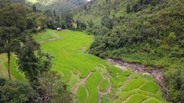 稻田加工是自然之美。视频素材