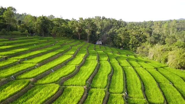 稻田加工是自然之美。视频素材