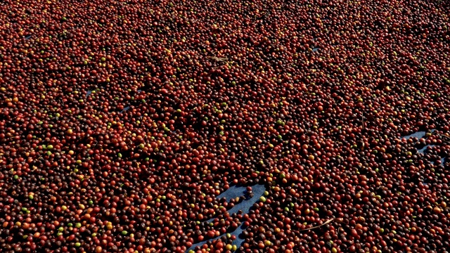 新鲜的阿拉比卡咖啡浆果。有机咖啡农场视频素材