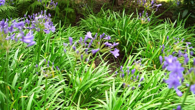 公园花坛里美丽的蓝色花朵迎风飘扬视频下载