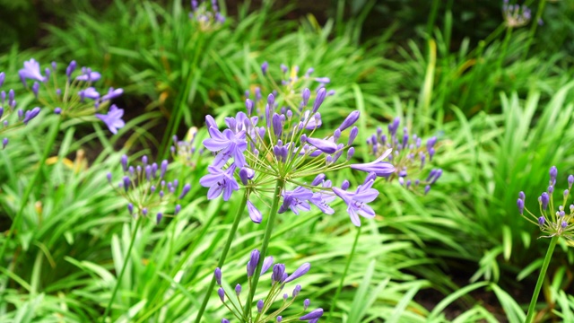 公园花坛里美丽的蓝色花朵迎风飘扬视频下载