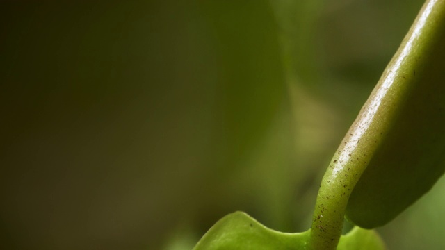 环绕生长中的捕蝇草旋转，英国视频素材