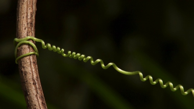 英国西番莲蔓生植物的缠绕卷须视频下载