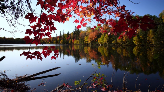 美国，秋日日出，树木、森林和湖泊视频下载