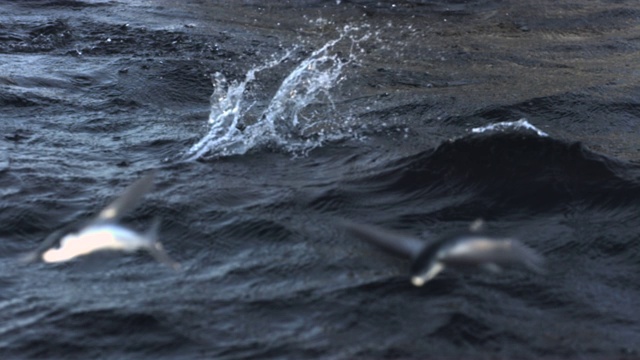 千里达，飞鱼滑入大海视频素材
