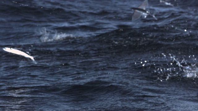 飞鱼在特立尼达海面上起飞和滑翔视频素材