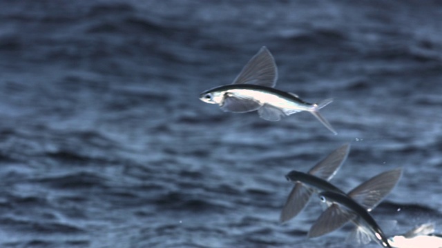 千里达，飞鱼在海上滑翔视频下载