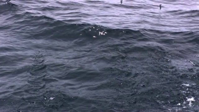 飞鱼在特立尼达海面上起飞和滑翔视频素材