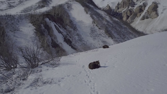 在俄罗斯堪察加半岛的雪地上睡觉的棕熊视频素材
