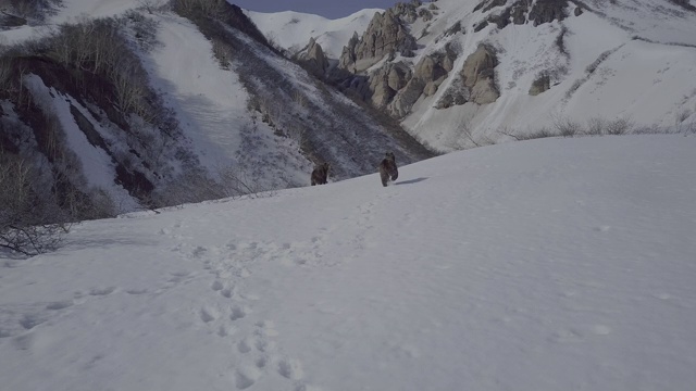 俄罗斯堪察加半岛，棕熊正在爬下白雪覆盖的悬崖视频素材