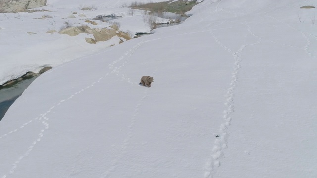 俄罗斯堪察加半岛的雪地上奔跑的棕熊视频素材