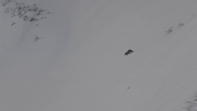 在俄罗斯堪察加半岛，棕熊正爬下白雪覆盖的山坡视频素材