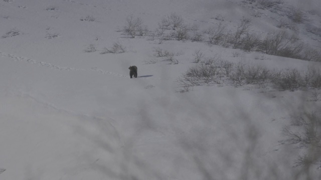 俄罗斯堪察加半岛，棕熊走过雪地，然后坐下视频素材