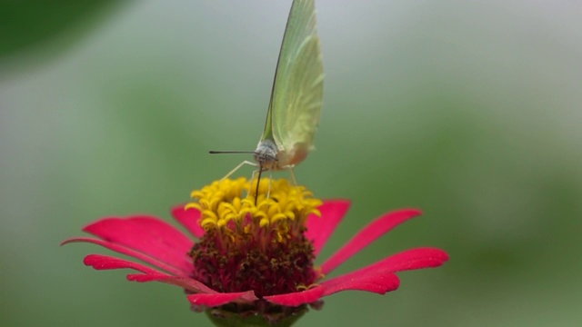 黄蝴蝶吃花蜜运动视频素材
