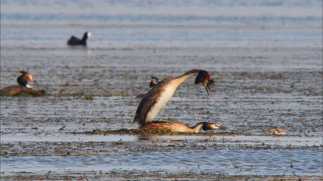 在韩国京畿道安山的西华湖湿地(为恢复生态系统而创造的人工湿地)上，一对大冠毛鸊鹚在它们的巢中交配视频下载