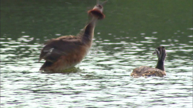 韩国京畿道安山锡华湖，雄性大冠毛鸊鹚将幼雏放在背上视频素材