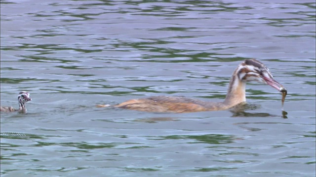 韩国京畿道安山锡华湖，大冠毛鸊鸱雏鸟叼着鱼跟着它的哥哥姐姐视频素材