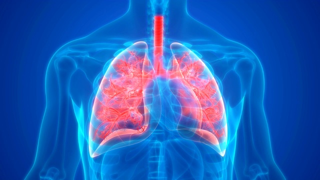 人体呼吸系统及肺解剖学视频素材