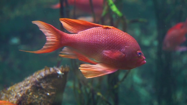 一个美丽和多彩的热带鱼在水族馆游泳的特写，异国情调的鱼类物种视频下载
