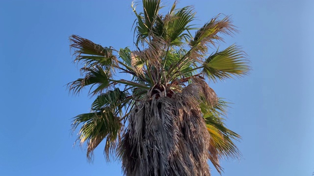 海滩底部的棕榈树视频素材