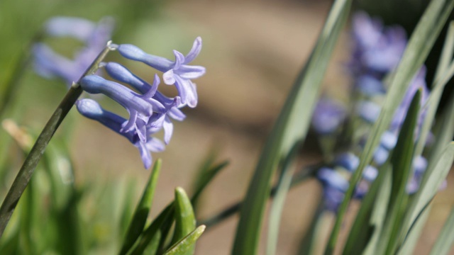 浅景深芬芳的紫花风信子植物4K视频素材