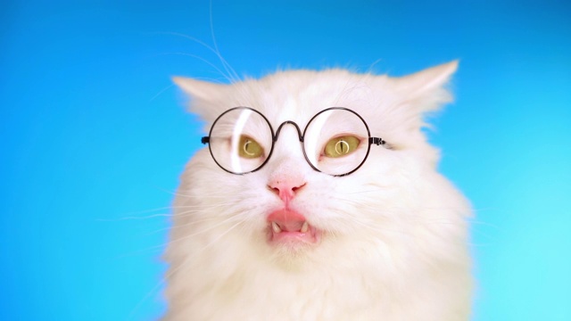 可爱的家养宠物在圆形透明眼镜。毛绒绒的猫在工作室的蓝色背景。动物、教育、科学观念。视频素材