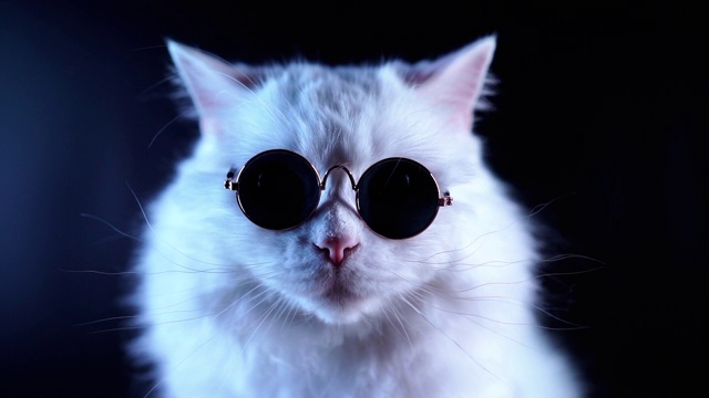 白色毛茸茸的猫在时尚眼镜肖像。工作室的片段。豪华的家猫在眼镜摆姿势在黑色的背景。视频素材