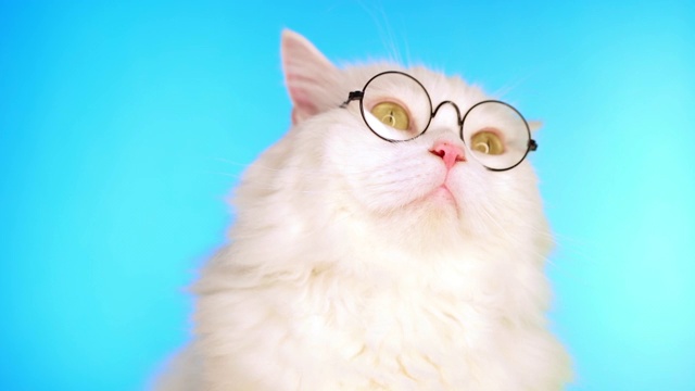 可爱的家养宠物在圆形透明眼镜。毛绒绒的猫在工作室的蓝色背景。动物、教育、科学观念。视频素材