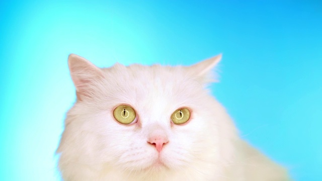 可爱可爱的家养宠物。在工作室里，蓝色背景上的毛茸茸的白猫。动物、自然、小猫的概念。视频素材