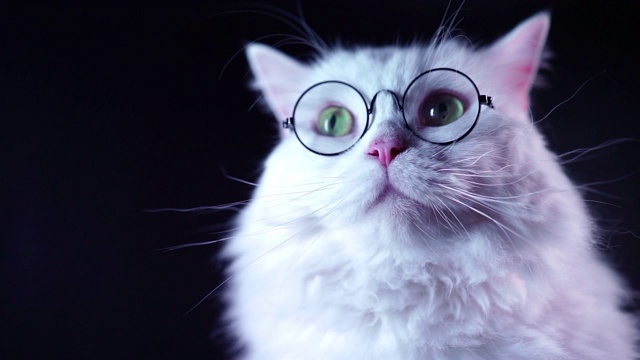 高地直毛绒绒的猫的肖像与长头发和圆形眼镜。时尚，风格，酷的动物概念。工作室的片段。黑色背景上的白色小猫。视频素材