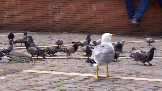 公园里，一群灰色的鸽子和白色的海鸥走在人们中间的古老的鹅卵石路上。野鸟在地上啄食，在扔下来的垃圾中寻找食物视频素材