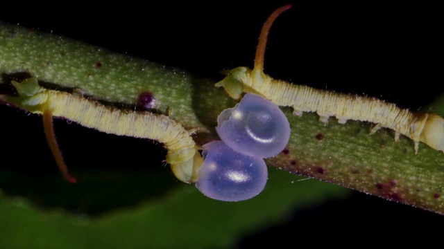 韩国江原道，吃蛋壳营养的苹果飞蛾幼虫视频素材