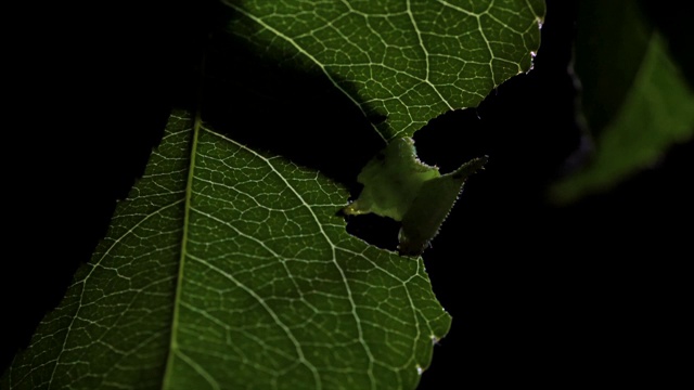 韩国江原道，吃树叶的苹果蛾幼虫视频素材