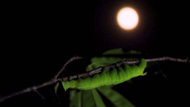 韩国江原道，苹果蛾幼虫沿着树枝移动视频素材