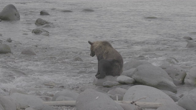 棕熊坐在日本北海道知床国家公园海岸的岩石上视频素材