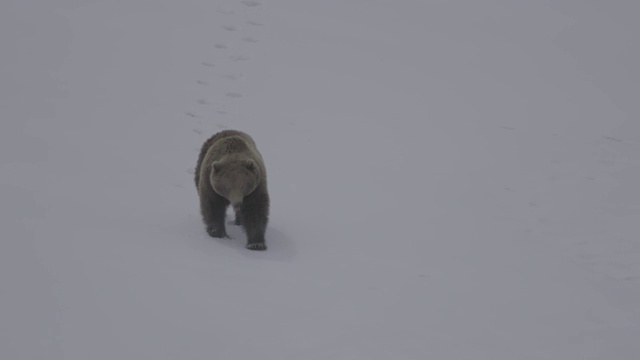 俄罗斯堪察加半岛，棕熊正在雪地上行走视频素材