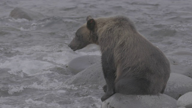 棕熊坐在日本北海道知床国家公园海岸的岩石上视频素材