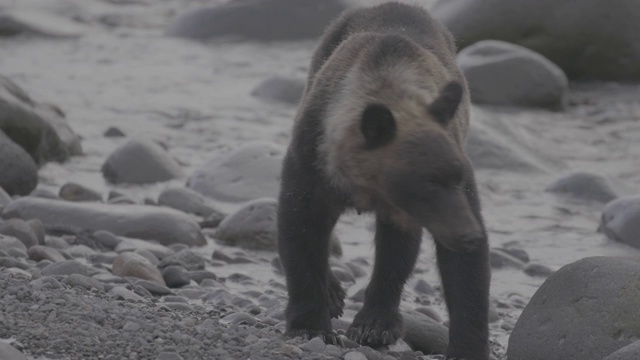 在日本北海道知床国家公园海岸漫步的棕熊视频素材