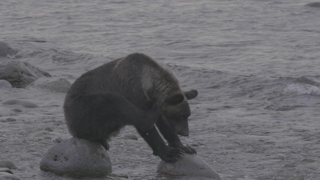 日本北海道知床国家公园，棕熊在岩石上搔痒视频素材