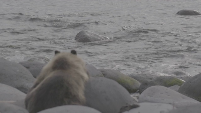 棕熊躺在日本北海道知床国家公园的海岸岩石上视频素材