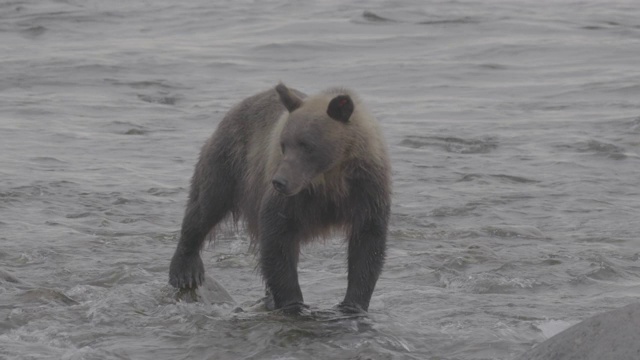棕熊站在日本北海道知床国家公园海岸的岩石上视频素材