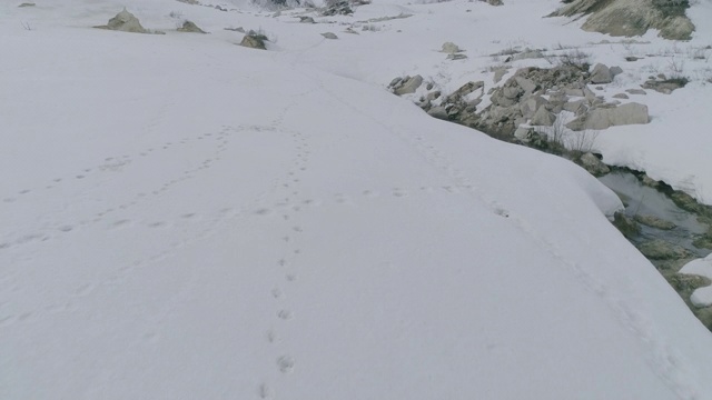 俄罗斯堪察加半岛雪地上的熊的足迹视频下载