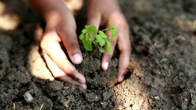 场景慢镜头男孩种植一棵新树，概念拯救地球，拯救世界，拯救地球，生态概念视频素材