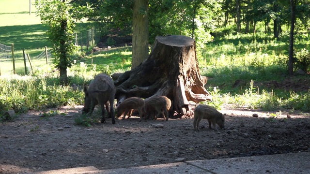 野猪妈妈和她的小猪在野生公园的喂养地点视频下载