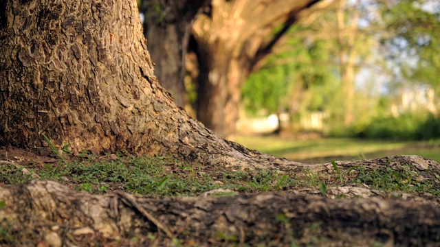 场景用摄影车拍摄公园里的绿树，以自然为背景视频素材