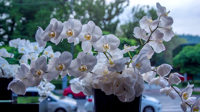 大而突出的白色兰花花束视频素材