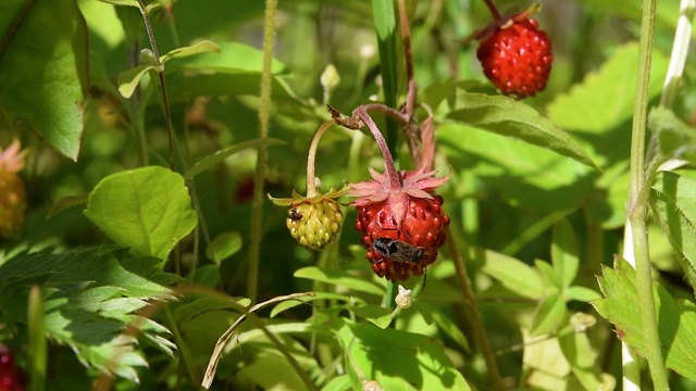 成熟的红色野草莓浆果在灌木丛中的草地在森林视频素材