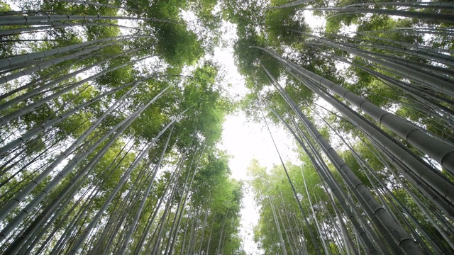在日本京都岚山的竹林里散步的人们视频下载